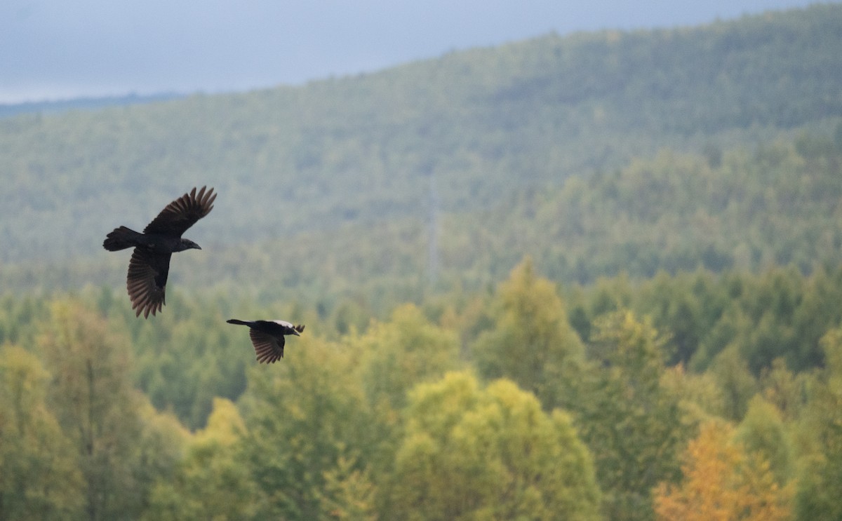 Grand Corbeau - ML647393984