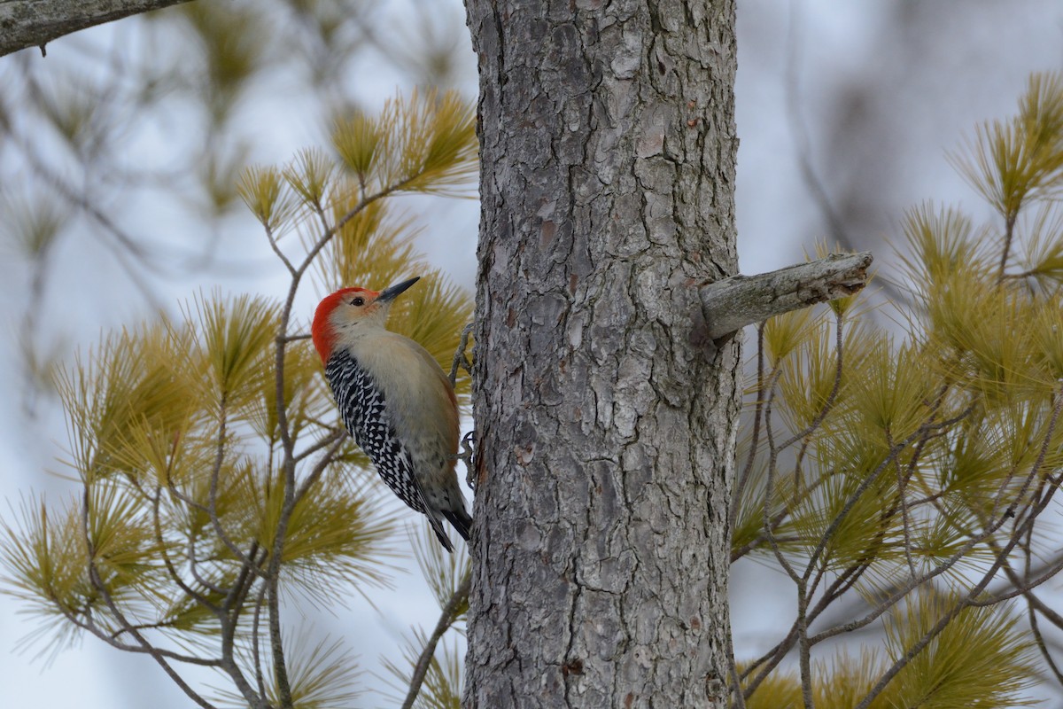 Red-bellied Woodpecker - ML647393997