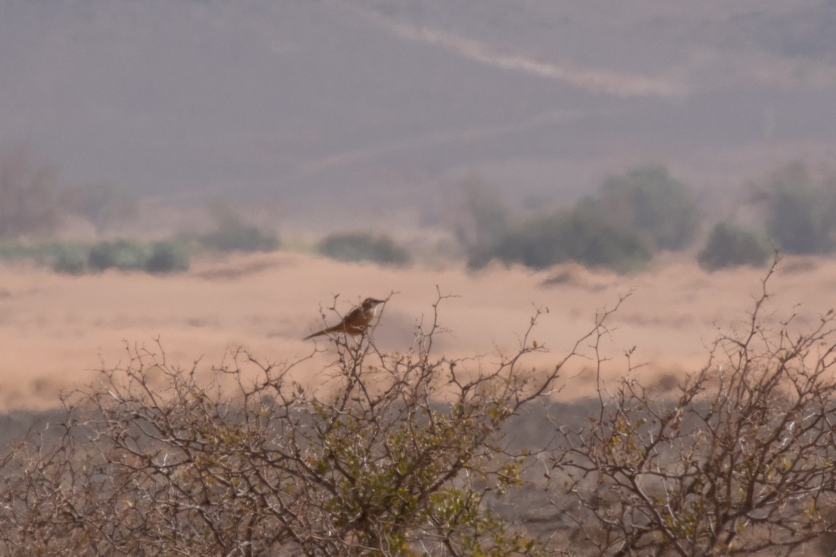 Fulvous Chatterer - ML647394005