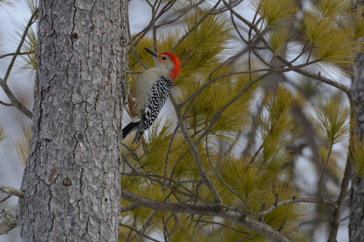 Red-bellied Woodpecker - ML647394007