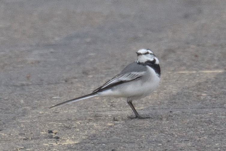 White Wagtail - ML647394020