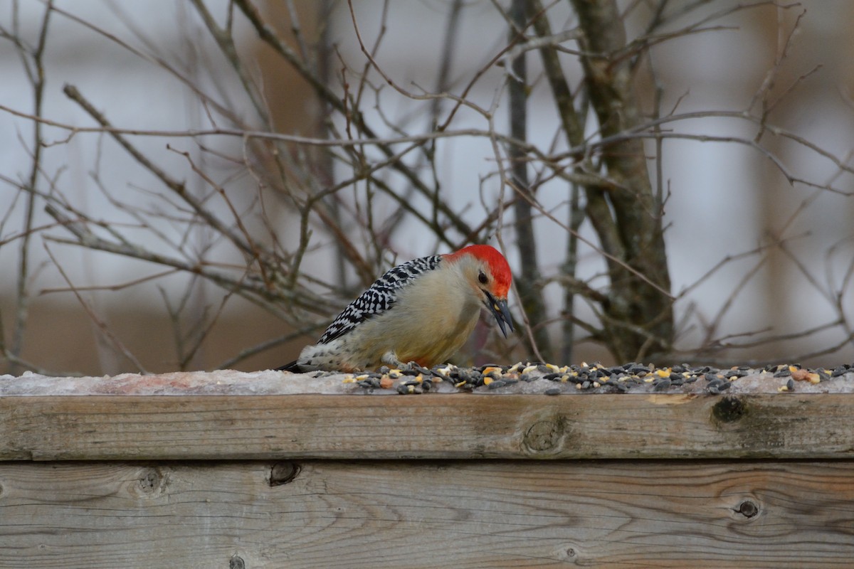 Red-bellied Woodpecker - ML647394023