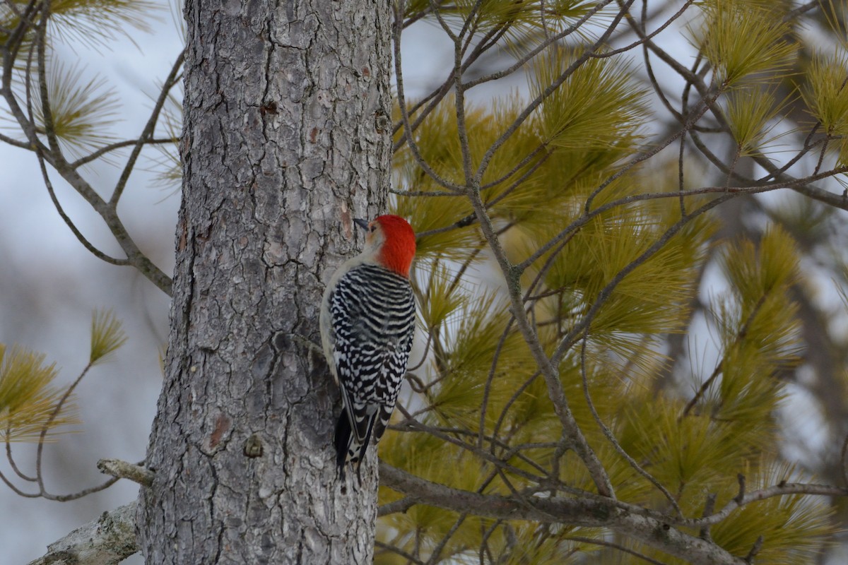 Red-bellied Woodpecker - ML647394025