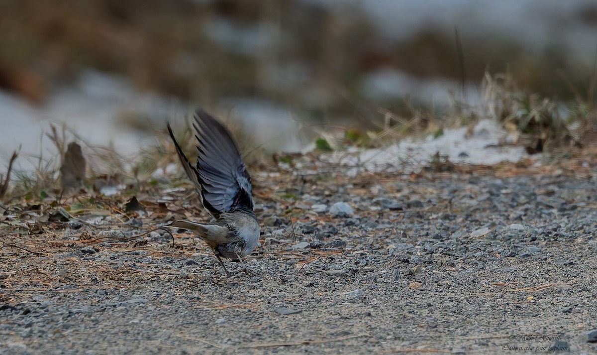 Серый юнко - ML647394035