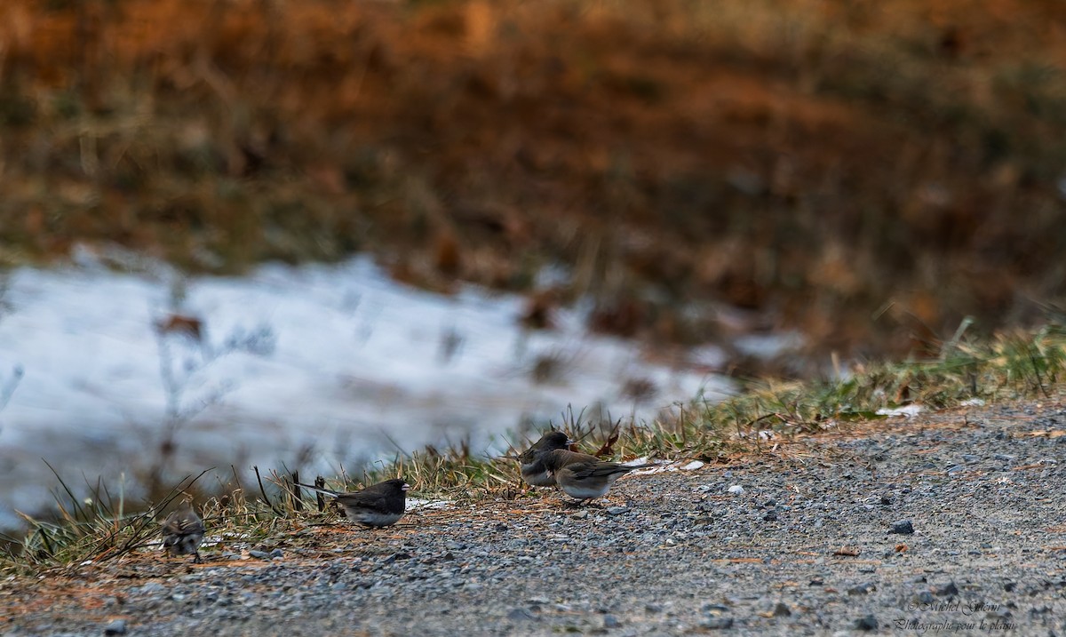 Серый юнко - ML647394036