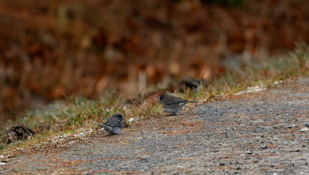 Серый юнко - ML647394037
