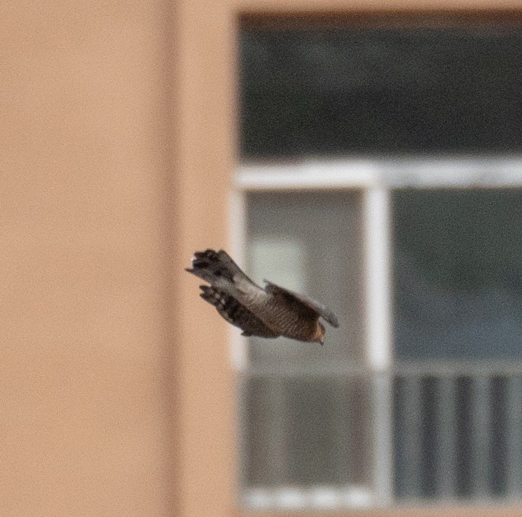 נץ בלתי-מזוהה - ML647394059