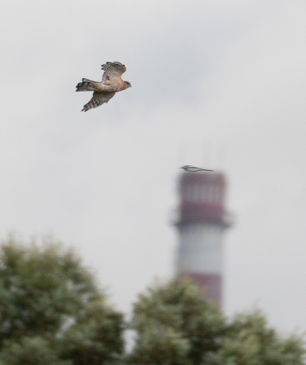 נץ בלתי-מזוהה - ML647394063