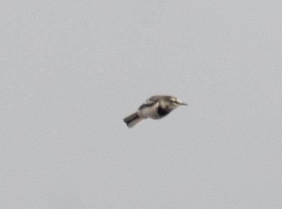 White Wagtail - ML647394064