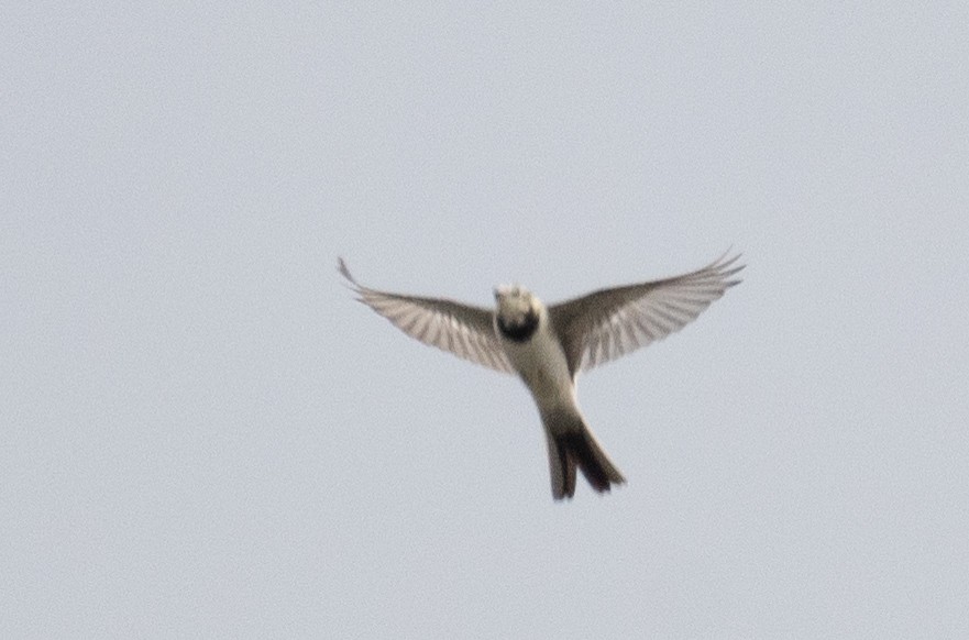 White Wagtail - ML647394066