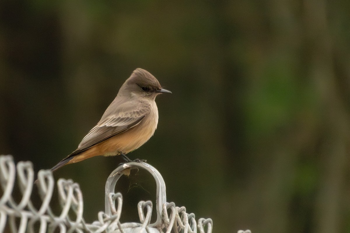 Say's Phoebe - ML647394072