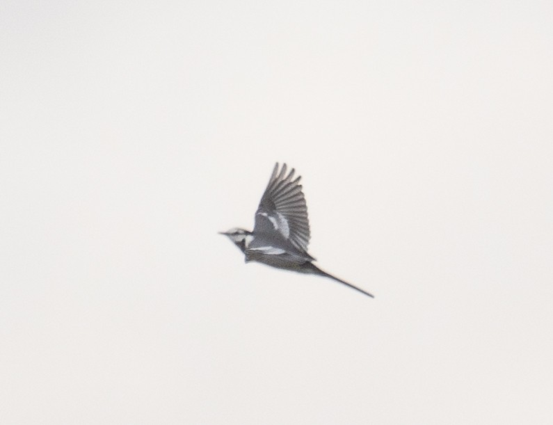 White Wagtail - ML647394088
