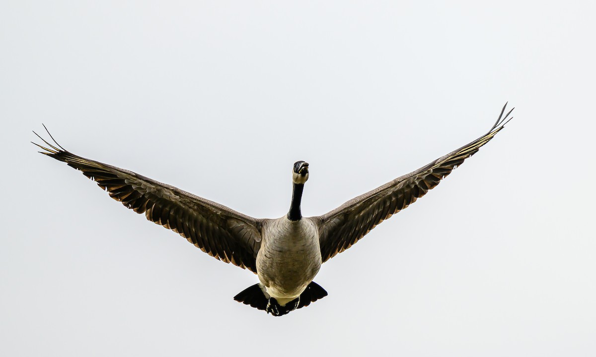 Canada Goose - ML647394091