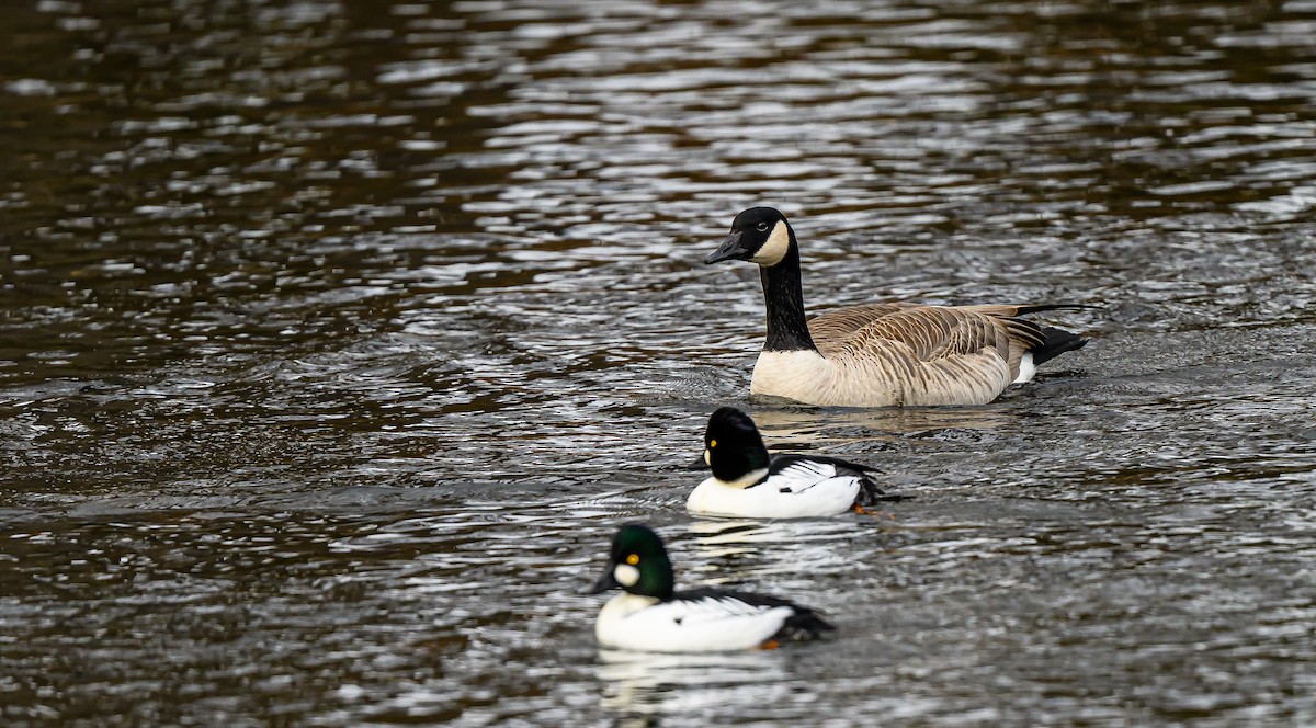 Canada Goose - ML647394092