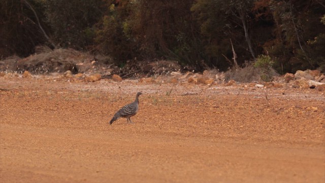 Malleefowl - ML647394094