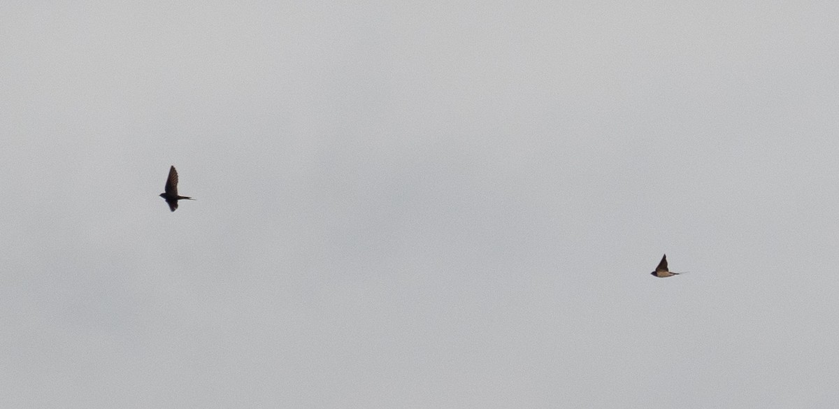 Ластівка сільська - ML647394096