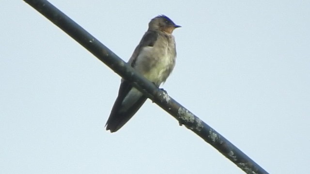 Southern Rough-winged Swallow - ML647394109