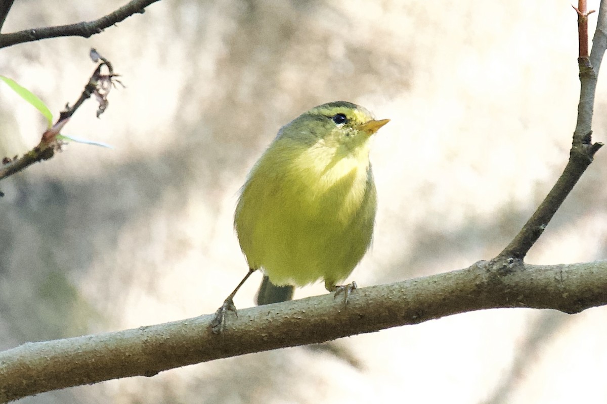 Tickell Çıvgını - ML647394112