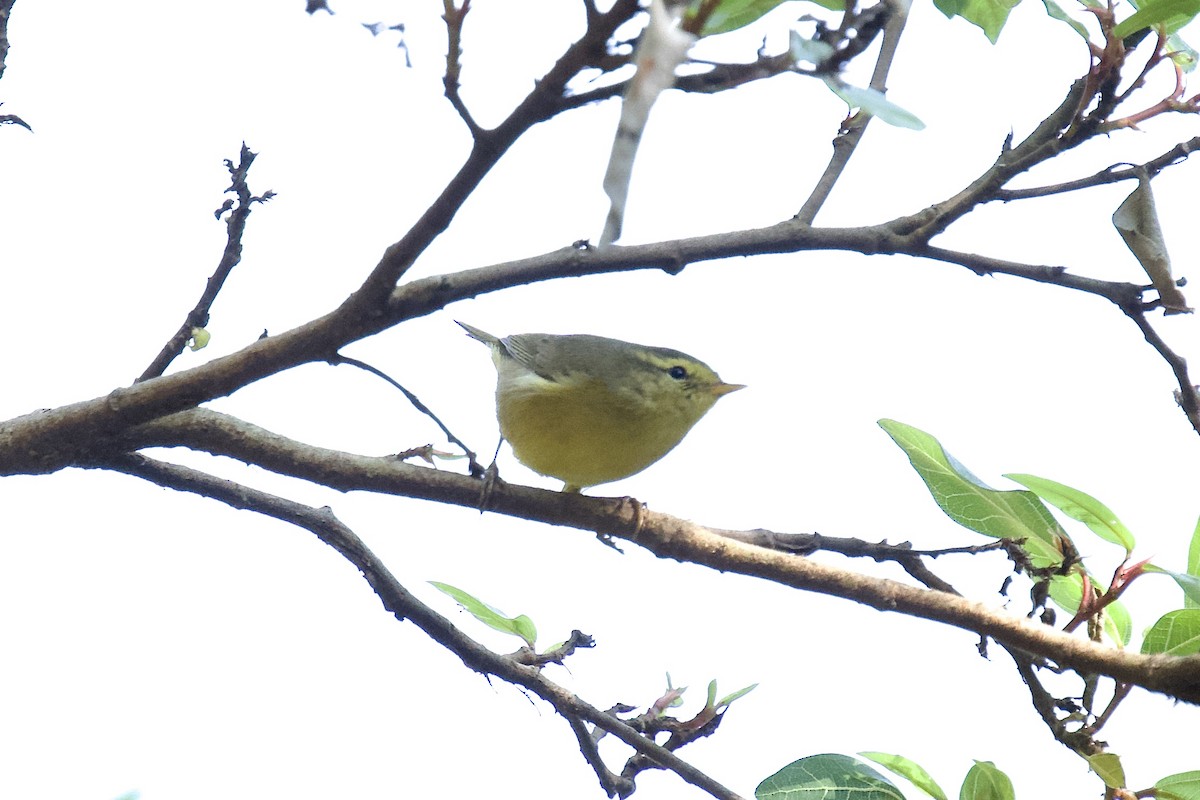 Tickell Çıvgını - ML647394114