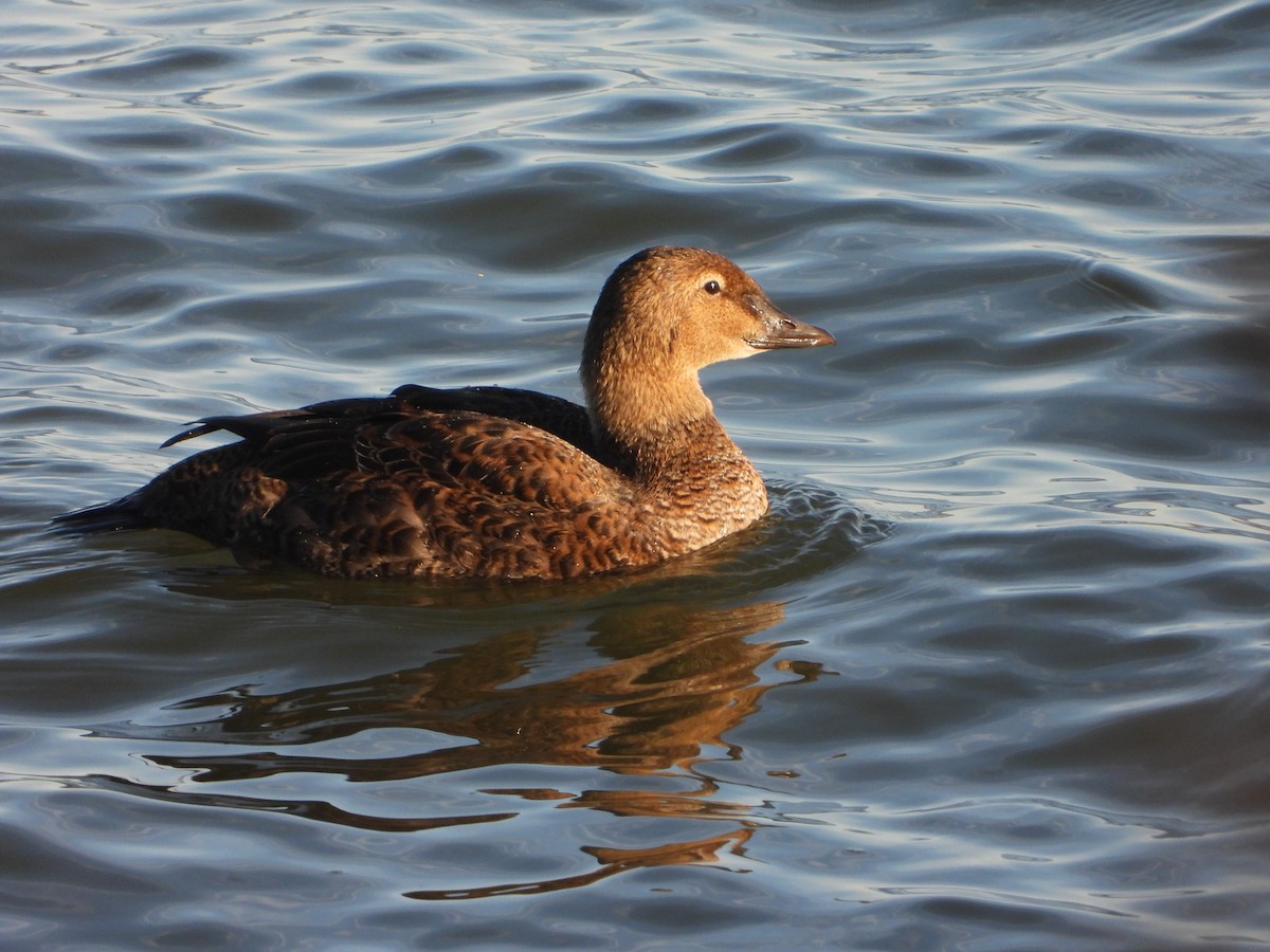 King Eider - ML647394124