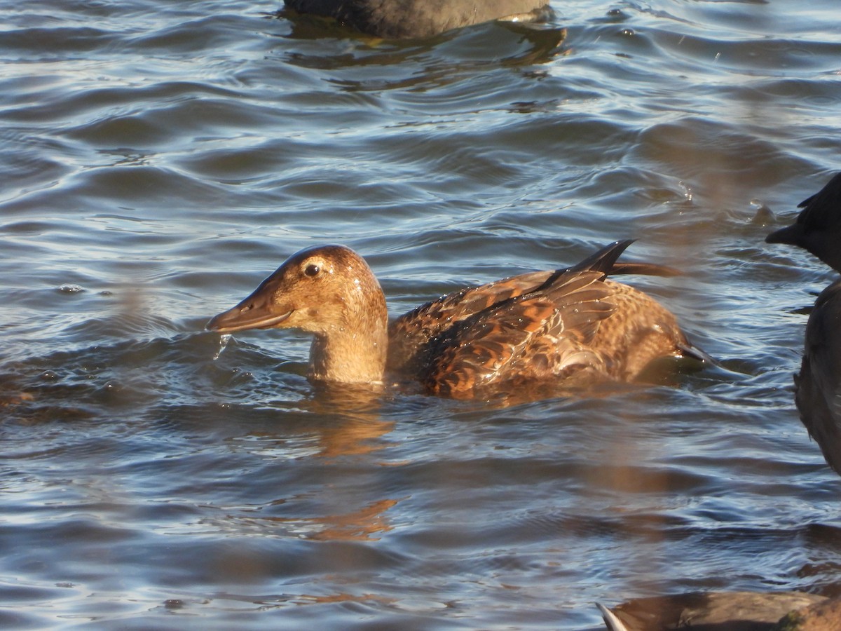 King Eider - ML647394125