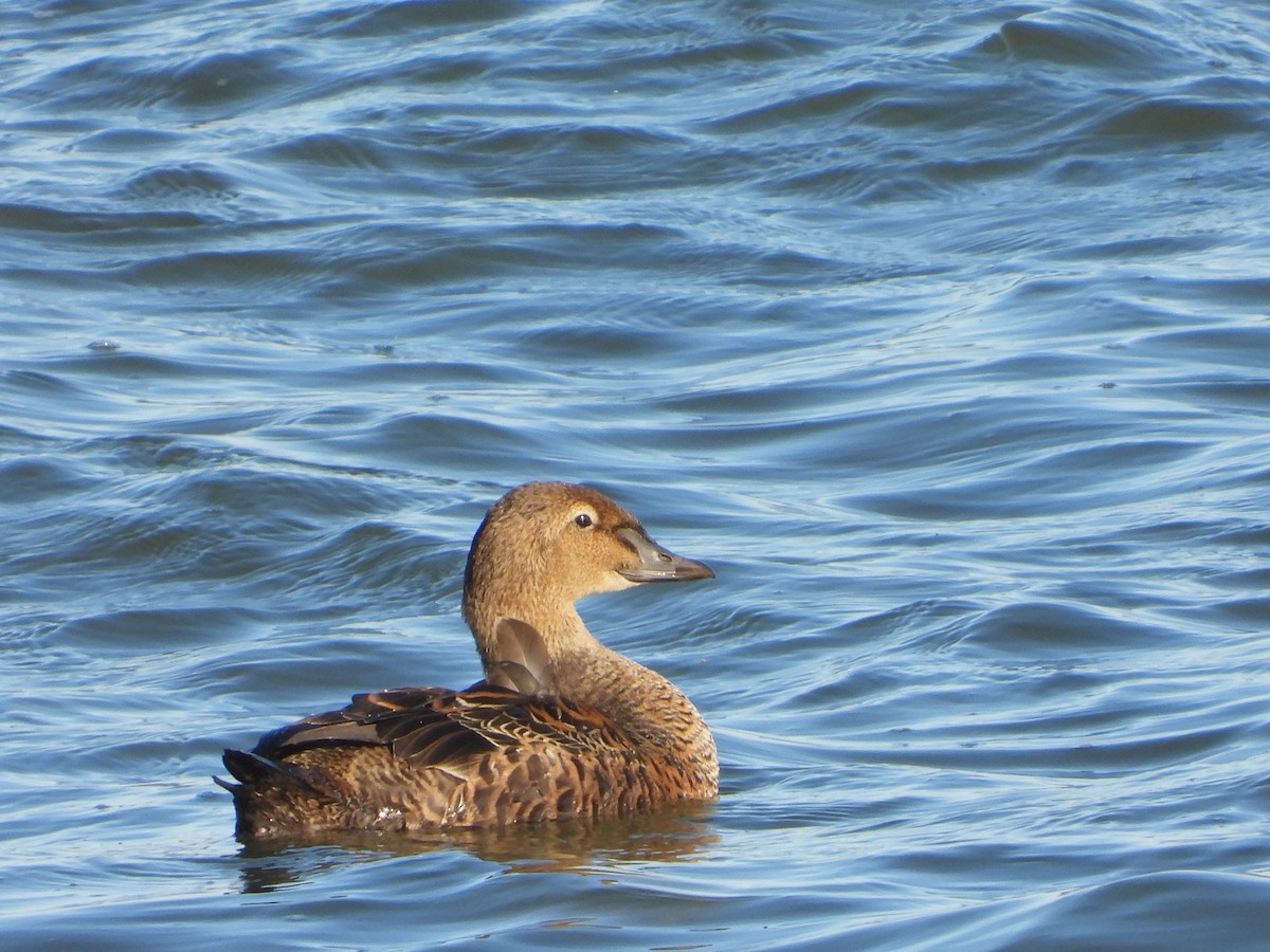 King Eider - ML647394126