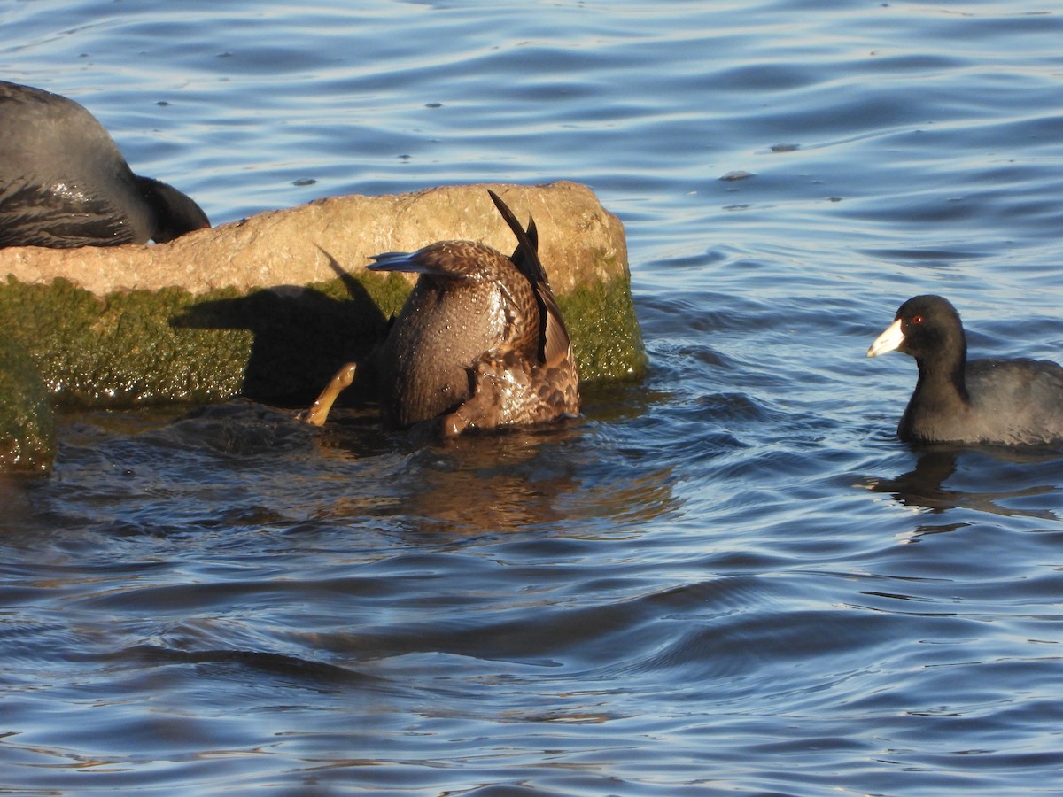 King Eider - ML647394127