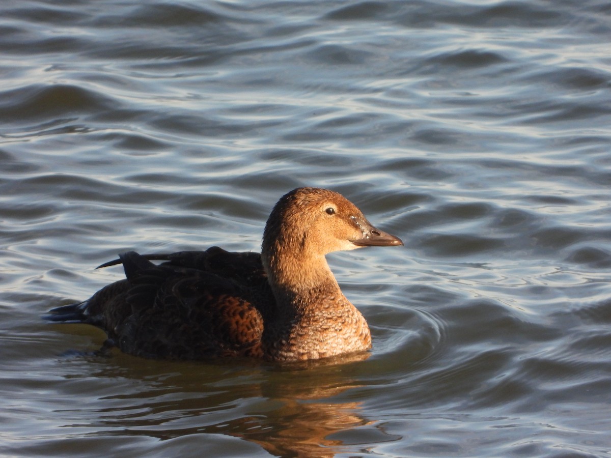 King Eider - ML647394128