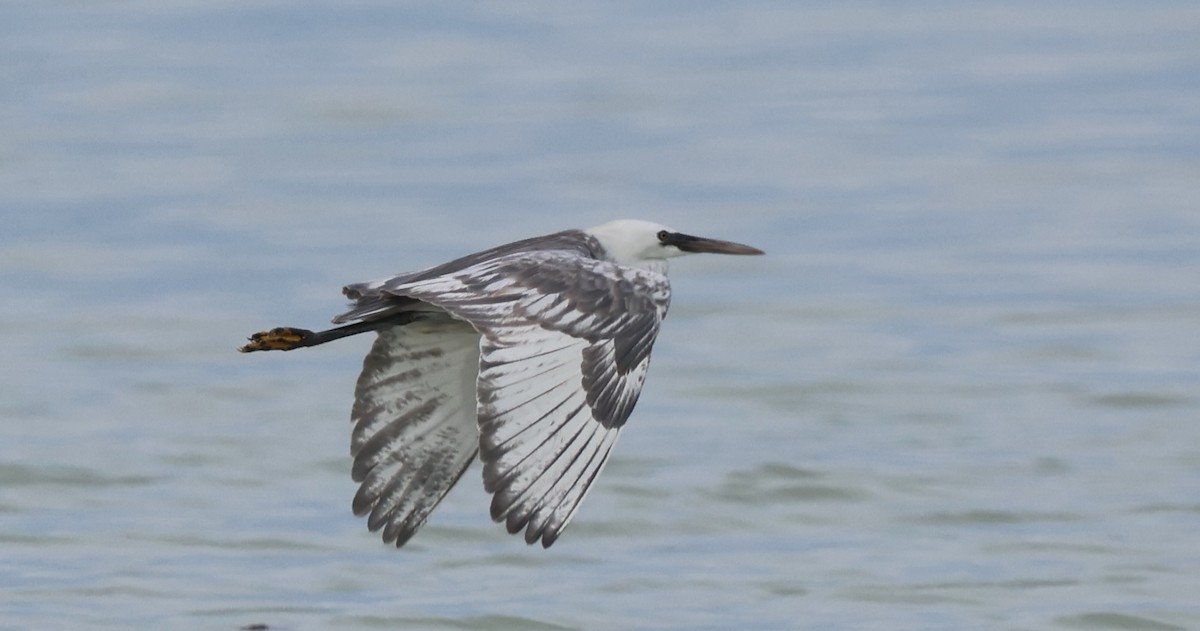 コサギ／アフリカクロサギ - ML647394133