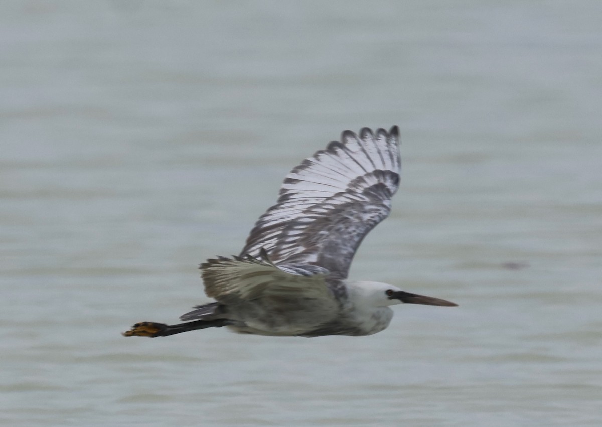 コサギ／アフリカクロサギ - ML647394135