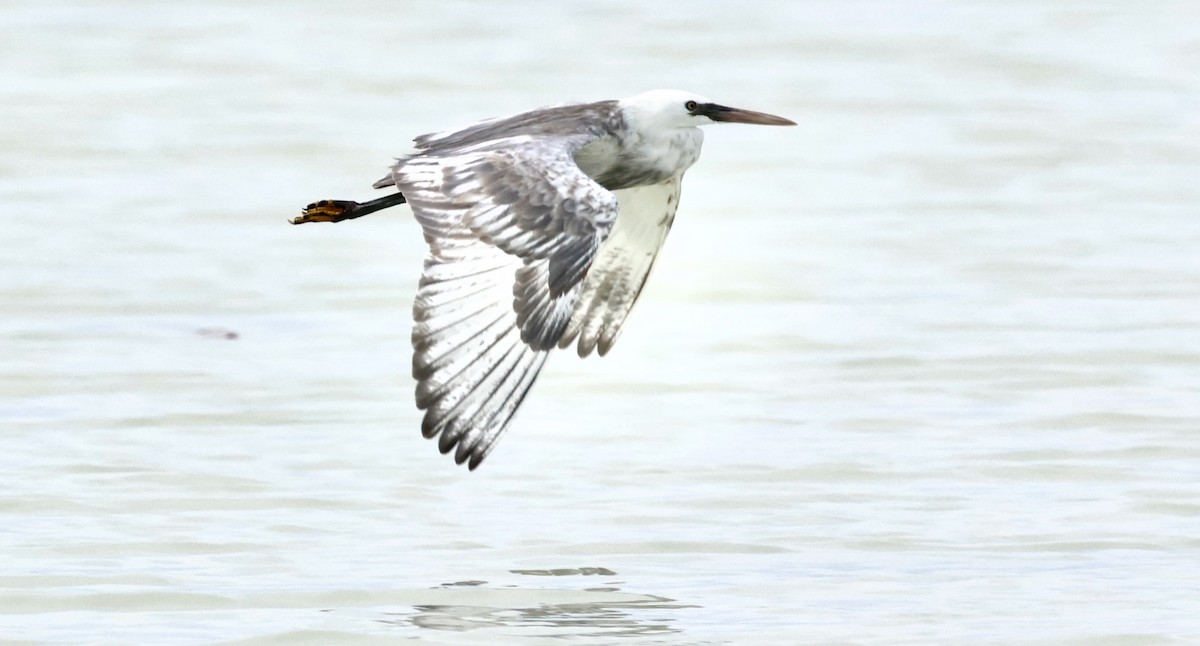 コサギ／アフリカクロサギ - ML647394136