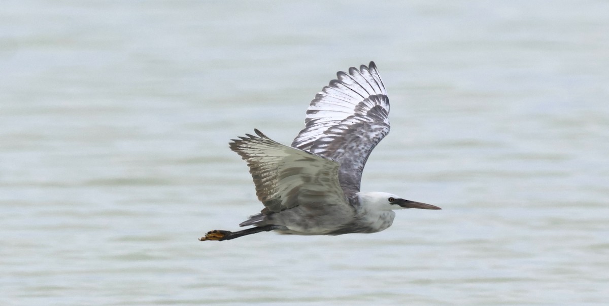 コサギ／アフリカクロサギ - ML647394137