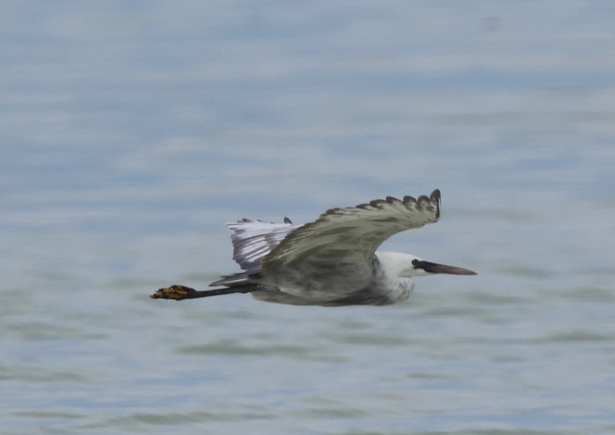 コサギ／アフリカクロサギ - ML647394138