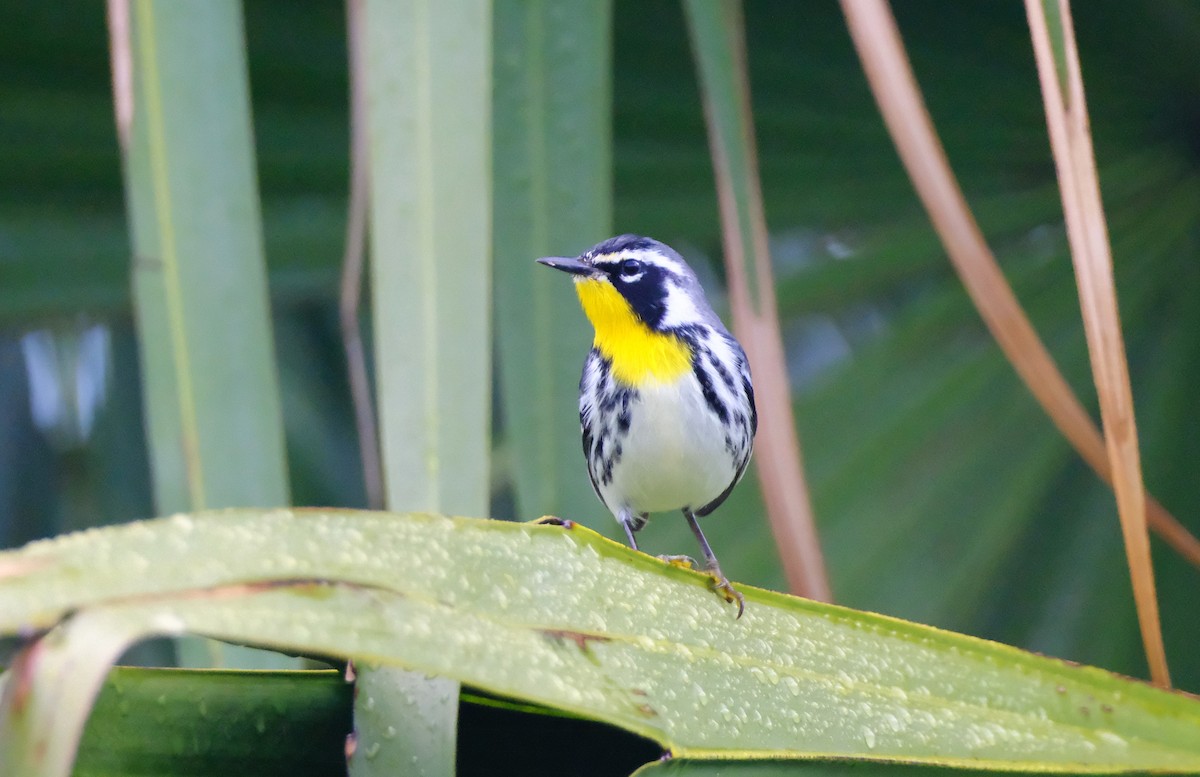 Yellow-throated Warbler - ML647394143
