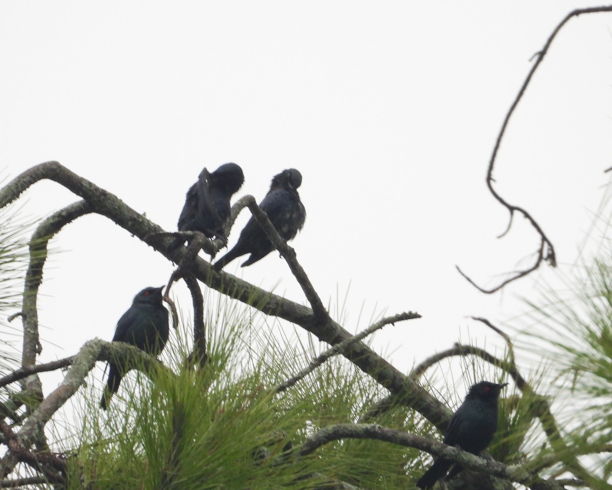 Short-tailed Starling - ML647394144