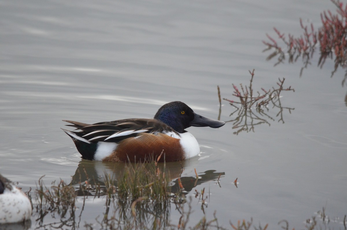 Northern Shoveler - ML647394161
