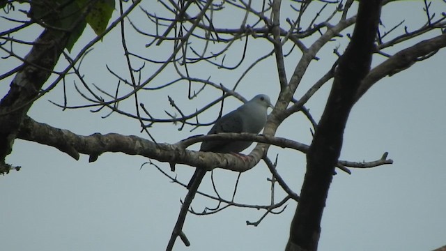 Blue Ground Dove - ML647394169