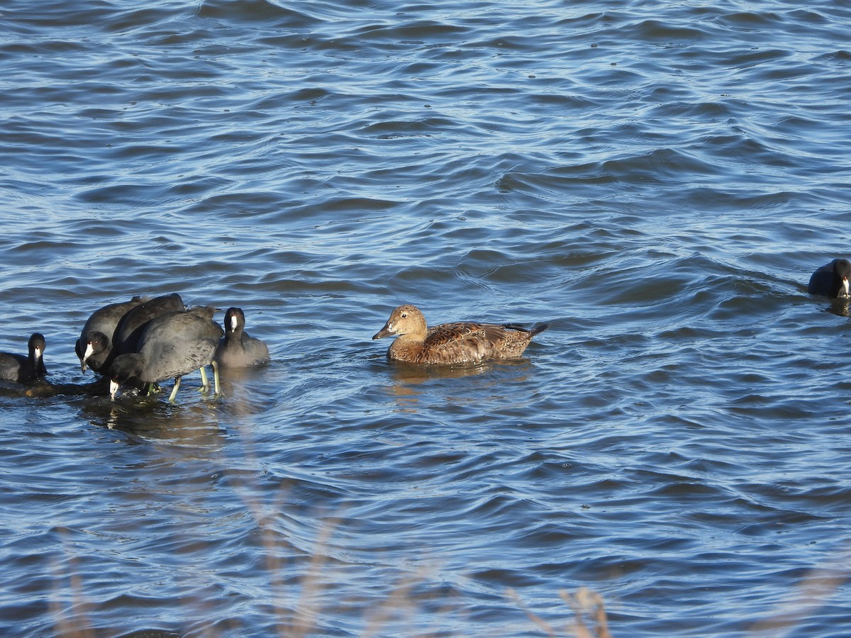 King Eider - ML647394173