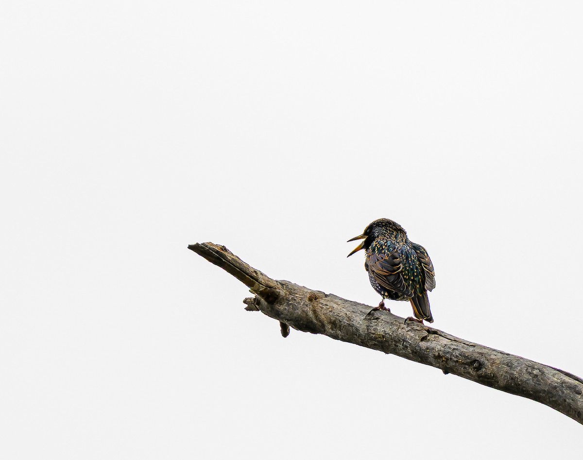 Шпак звичайний - ML647394174