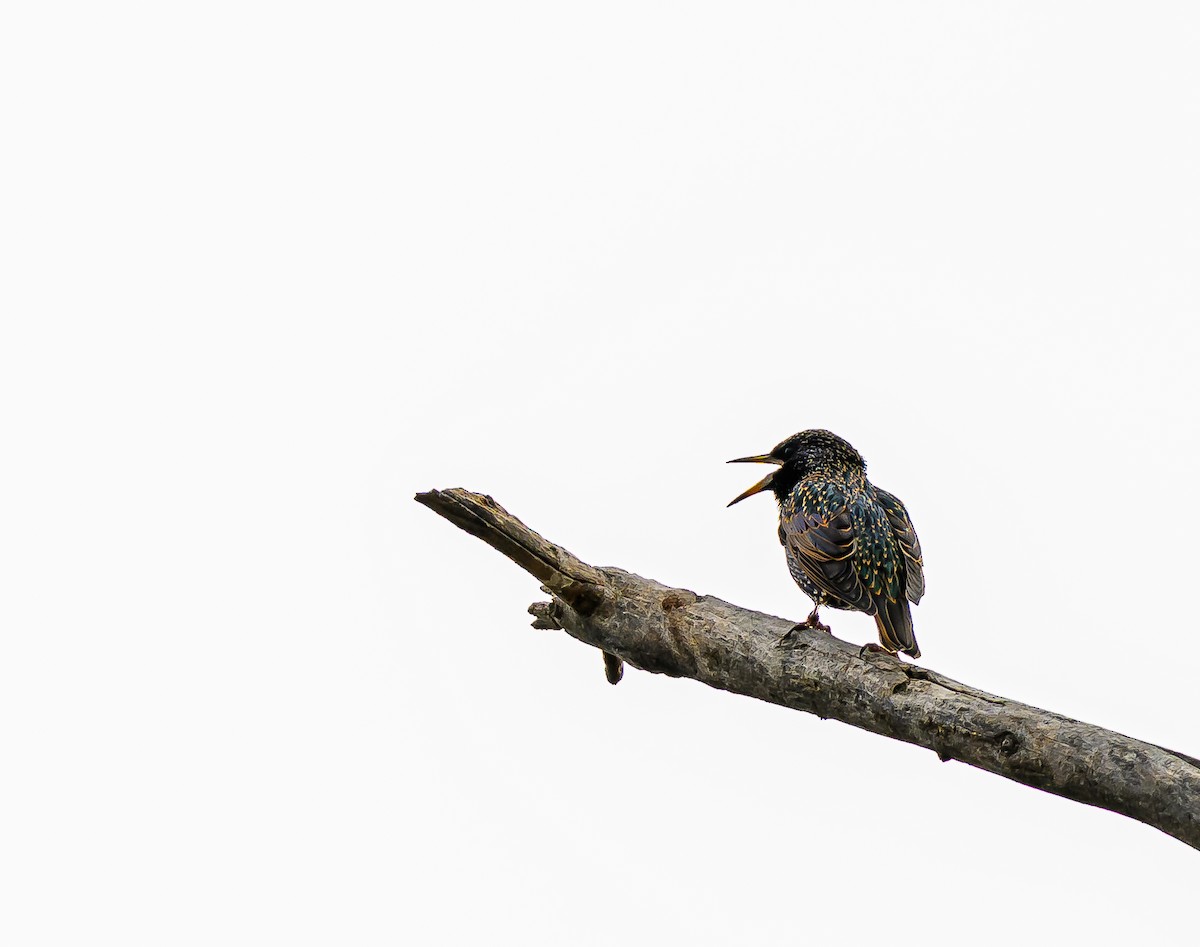 Шпак звичайний - ML647394175