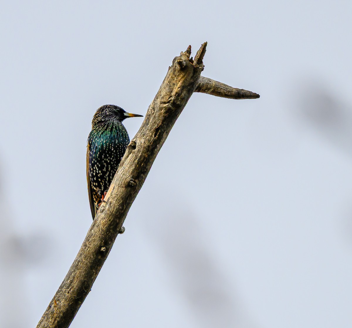 Шпак звичайний - ML647394176