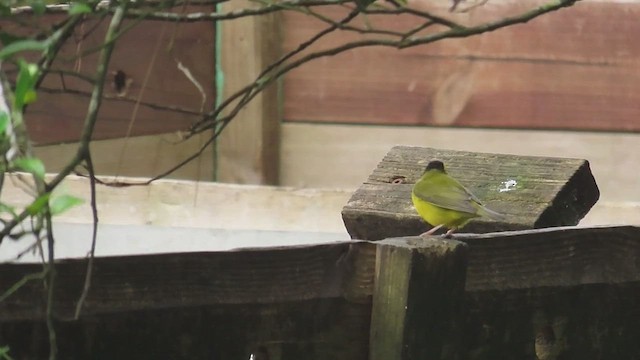 Hooded Warbler - ML647394177