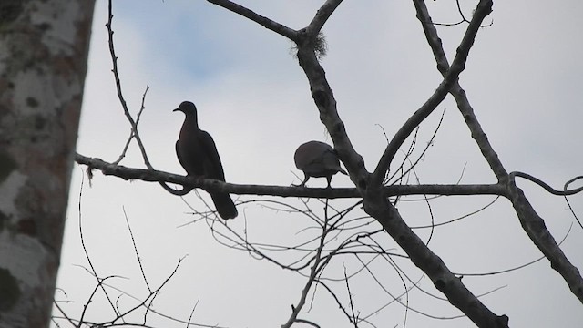 Pale-vented Pigeon - ML647394181