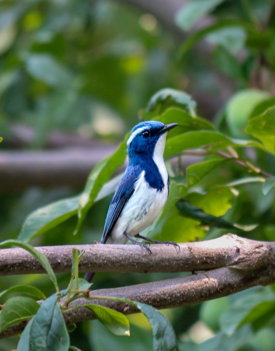 Ultramarine Flycatcher - ML647394182