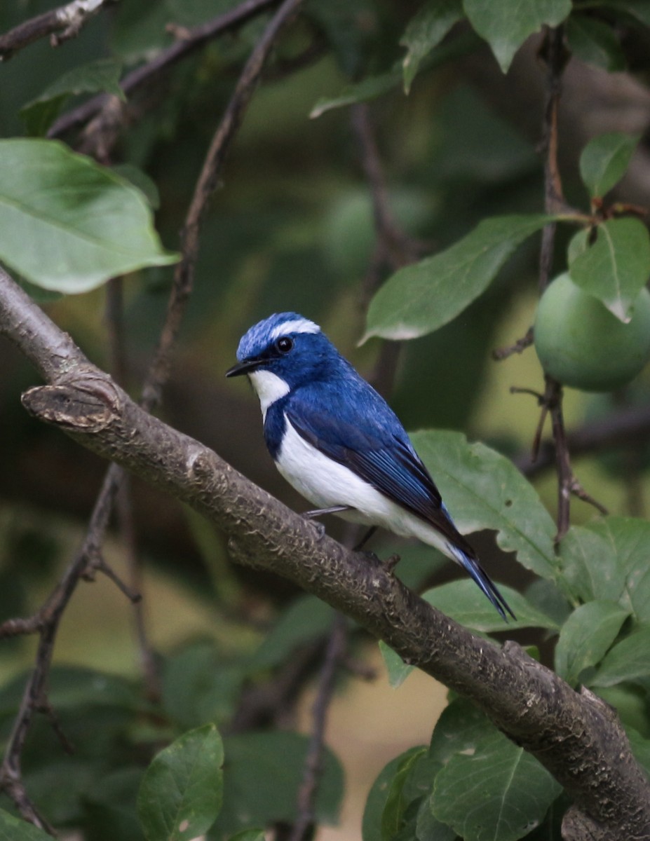 Ultramarine Flycatcher - ML647394183