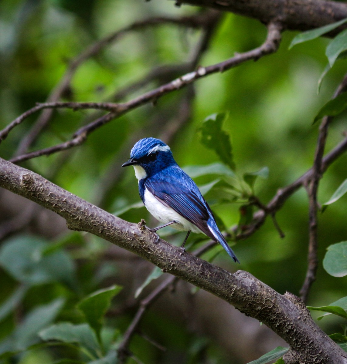 Ultramarine Flycatcher - ML647394184