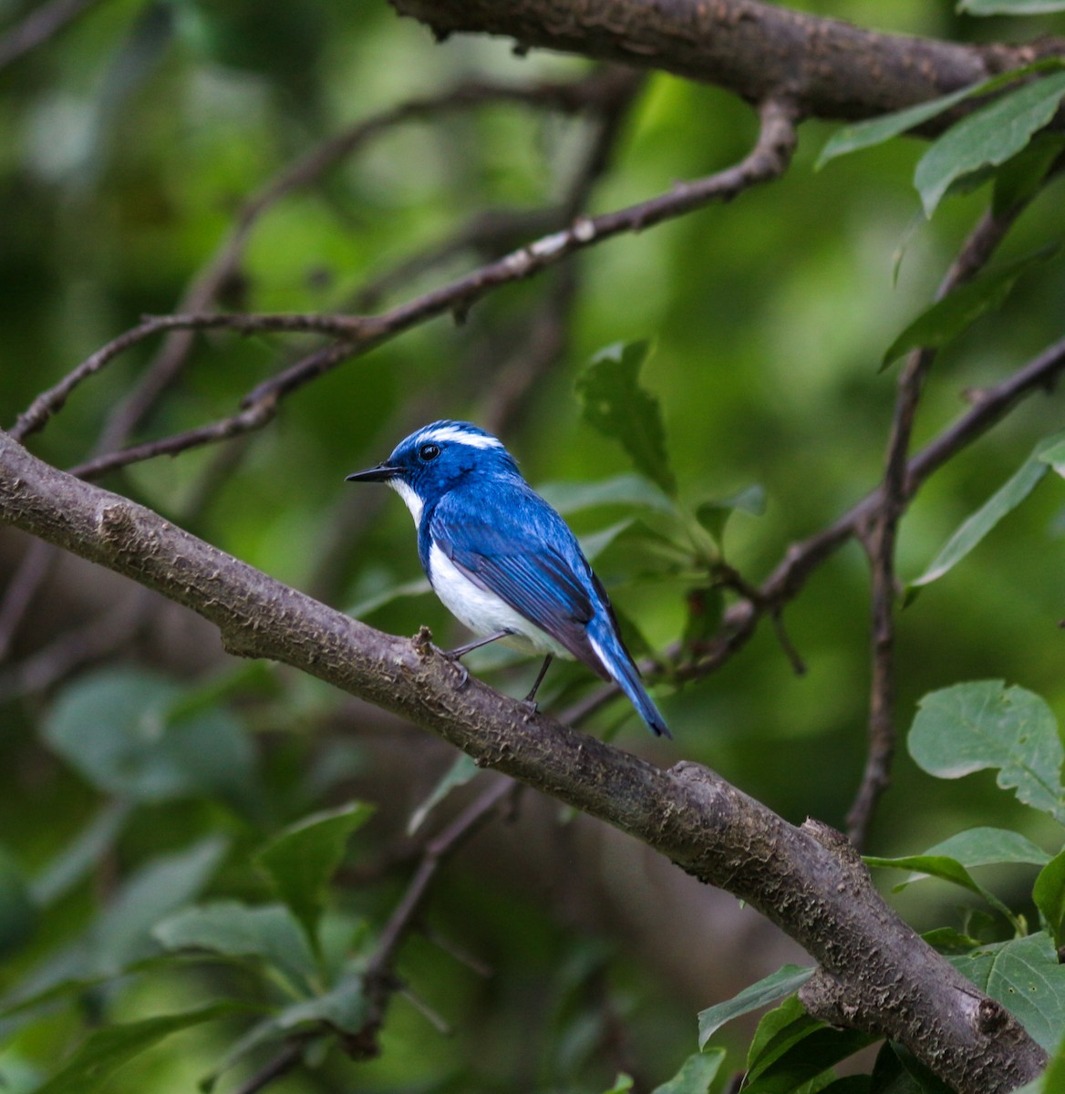 Ultramarine Flycatcher - ML647394185