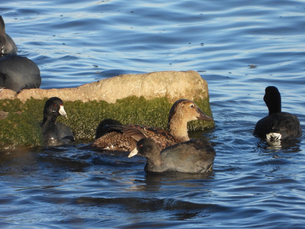 King Eider - ML647394187