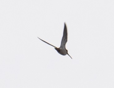 shorebird sp. - ML647394188