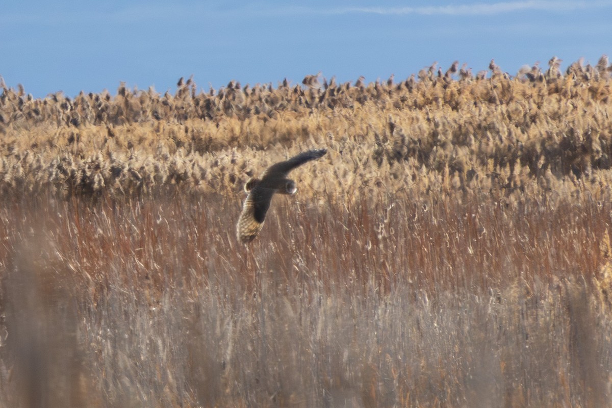 Gufo di palude - ML647394216